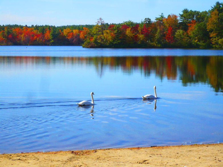 Hart Pond Swans