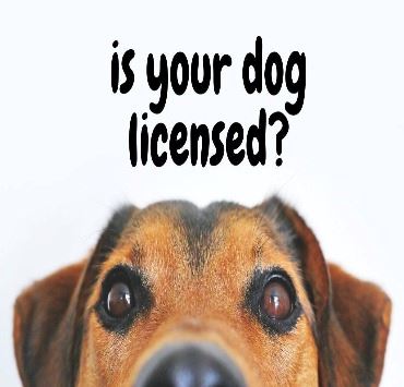 Is Your Dog Licensed?
